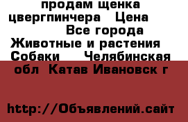 продам щенка цвергпинчера › Цена ­ 15 000 - Все города Животные и растения » Собаки   . Челябинская обл.,Катав-Ивановск г.